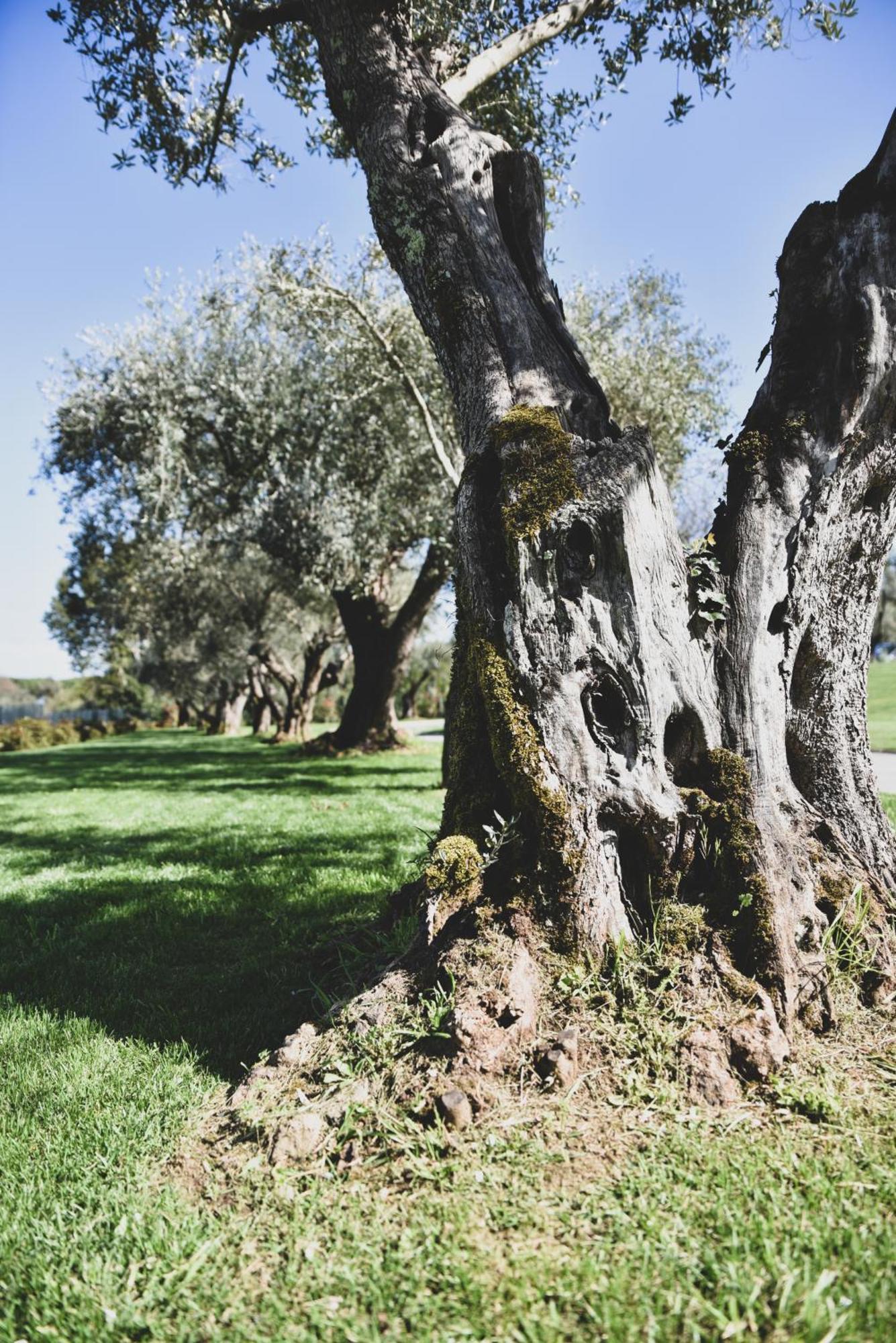 Vigna Caio Relais & Spa (Adults Only) Bracciano  Exterior foto